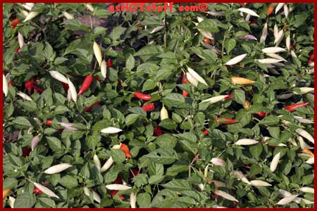 Aji Omnicolor Chile Pepper Seeds