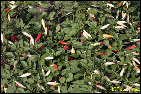 Aji Omnicolor Chile Pepper Seeds