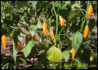 Aji Habanero Chile Pepper Seeds