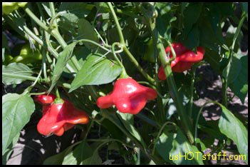 Bishop Crown Chile Pepper Seeds