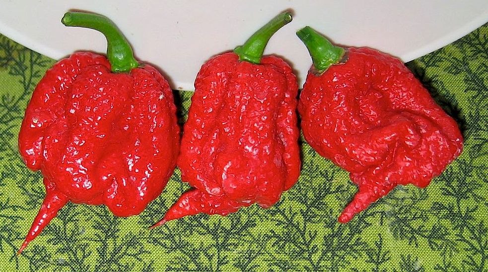 Carolina Reaper chile peppers