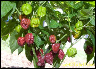 Chocolate Habanero Chile Pepper Seeds