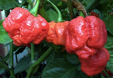 Trinidad Moruga Scorpion chile peppers