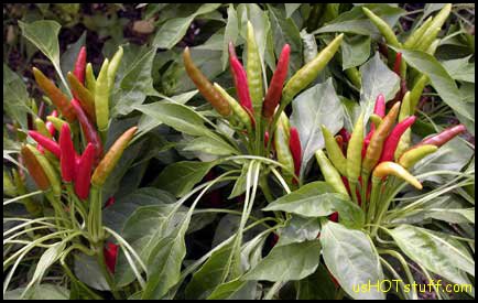 Poinsettia Chile Pepper Seeds