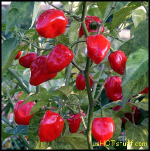 Red Habanero Chile Pepper Seeds