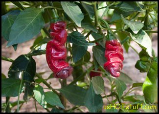 Red Peter Chile Pepper Seeds