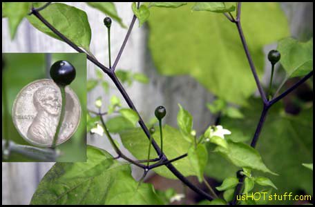 Tepin Chile Pepper Seeds