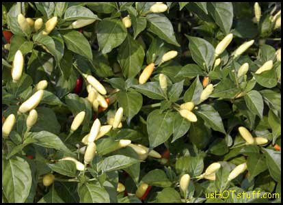 Tabasco Greenleaf Chile Pepper Seeds