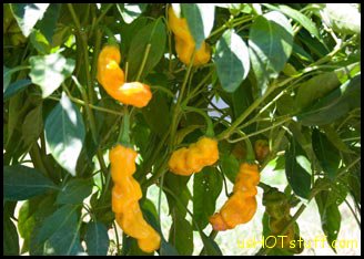Yellow Peter Chile Pepper Seeds