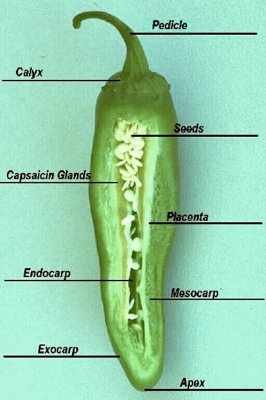 Chile Anatomy Picture