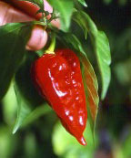 Dorset Naga Chile