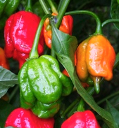 Trinidad Scorpion 
           Pepper