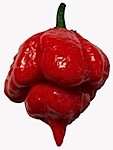 Trinidad Scorpion Chile Pepper