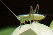 Grasshopper