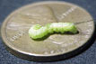 Hornworm