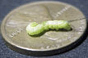 Hornworm with wasp eggs