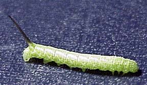 Hornworm with wasp eggs