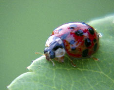 Lady Bug