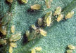 Aphids