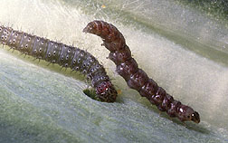 Diamondback Moth Larvae