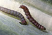 Diamondback Moth Larvae