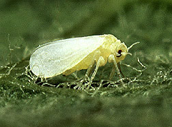 Silverleaf Whitefly