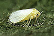 Silverleaf Whitefly