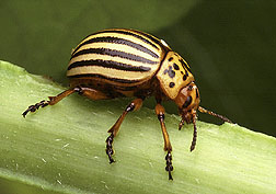 Colorado Potato Beetle