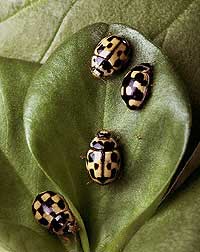 Lady Bugs