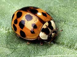 Lady Bug