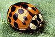 Lady Bug