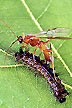 Aleiodes Indiscretus Wasp