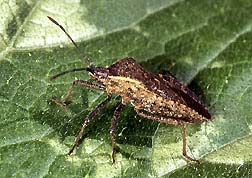 Squash Bug