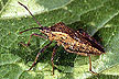 Squash Bug