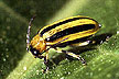 Cucumber Beetle