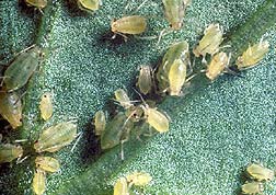 Green Peach Aphid