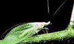 Green Lacewing