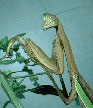 Praying Mantis