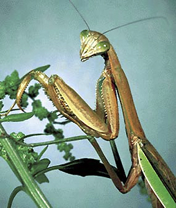 Praying Mantis