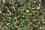 AJI Omnicolor Chile Pepper
		Seeds