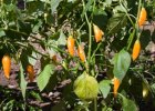 Aji Habanero Chile Pepper
		Seeds