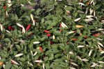 AJI Omnicolor Chile Pepper
      Seeds