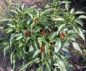 Ammazzo Chile Pepper Seeds