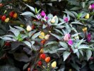 Bolivian Rainbow Chile Pepper Seeds