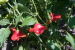 Bishop Crown Chile Pepper
      Seeds