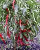 Cayenne Chile Pepper Seeds