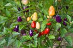 Chinese MultiColor Chile Pepper Seeds