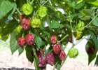 Chocolate Hab Chile Peppe
		Seedsr
