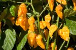Devil Toung Chile Pepper Seeds
