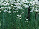 Garlic Chive Seeds